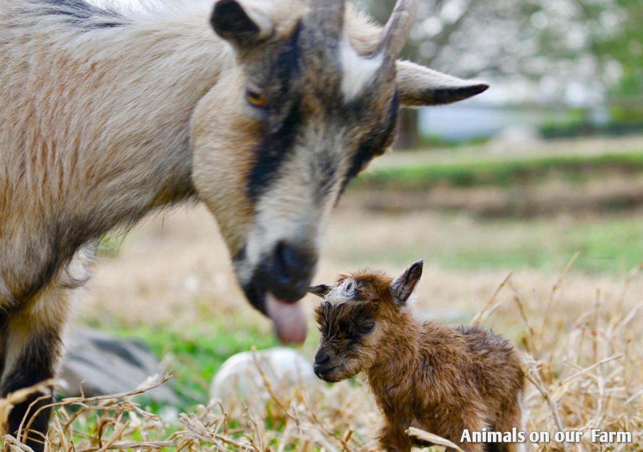 Ardmore Guest Farm Champagne Valley ภายนอก รูปภาพ